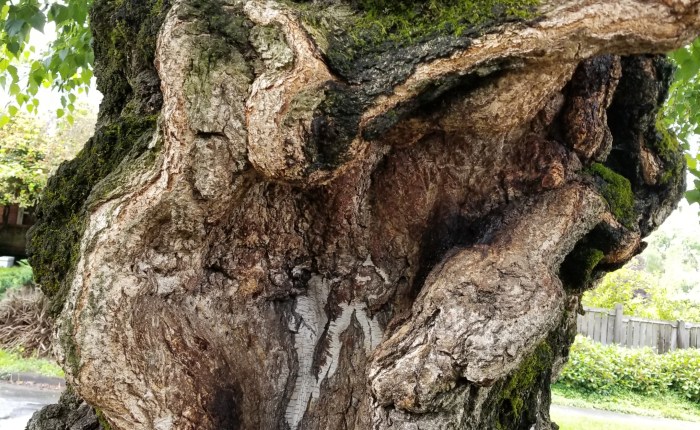 A Tree That is&nbsp;Me